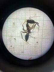 Odontomachus chelifer