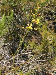 Cyanella lutea