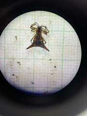 Micrathena