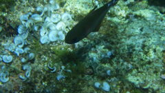 Pempheris rhomboidea