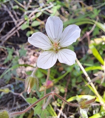 Geranium flanaganii