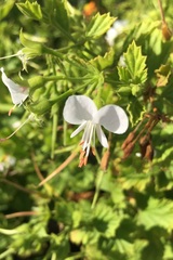 Pelargonium ribifolium