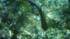 Pempheris rhomboidea