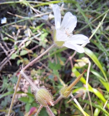 Geranium flanaganii