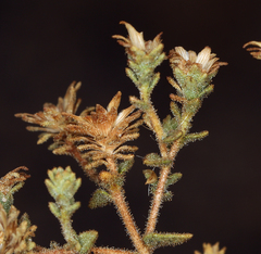 Brickellia microphylla