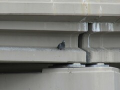 Columba livia domestica