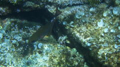 Pempheris rhomboidea