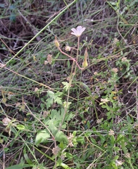 Geranium flanaganii