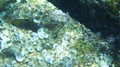 Pempheris rhomboidea