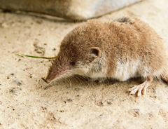 Crocidura