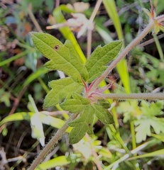 Geranium flanaganii