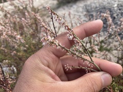 Eriogonum wrightii membranaceum