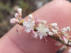 Eriogonum wrightii membranaceum