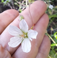 Geranium flanaganii