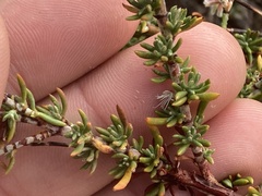 Eriogonum wrightii membranaceum
