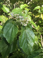 Entelea arborescens