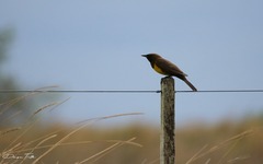 Pseudoleistes virescens