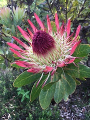 Protea