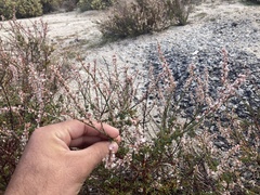 Eriogonum wrightii membranaceum