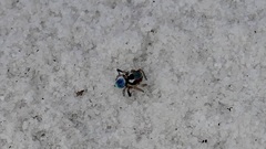 Maratus anomalus