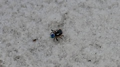 Maratus anomalus