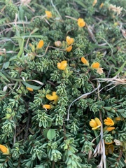 Pultenaea maritima
