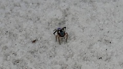 Maratus anomalus