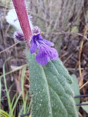 Ajuga australis