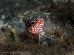 Malacoctenus macropus