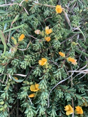 Pultenaea maritima
