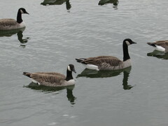 Branta canadensis