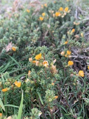 Pultenaea maritima