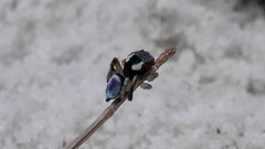 Maratus anomalus