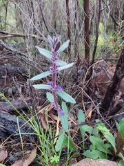Ajuga australis