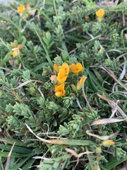Pultenaea maritima