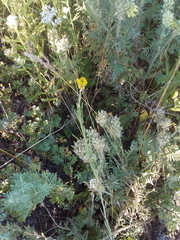 Erysimum marschallianum