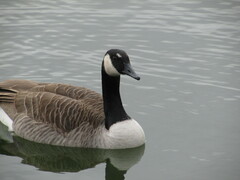 Branta canadensis