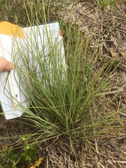 Nassella leucotricha