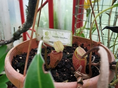 Nepenthes densiflora