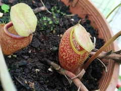 Nepenthes densiflora