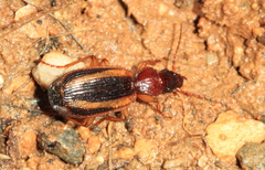 Cymindis lineata