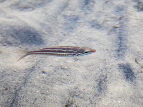 Three-striped whiptail (Pentapodus trivittatus) — Nemipteridae — 5