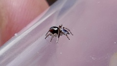 Maratus anomalus