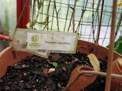Nepenthes densiflora