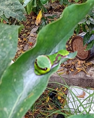 Papilionidae
