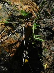 Osteospermum ciliatum