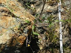 Osteospermum ciliatum