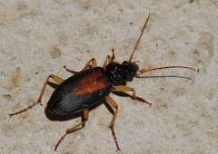 Dolichus halensis