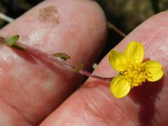 Osteospermum ciliatum