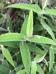Buddleja salviifolia